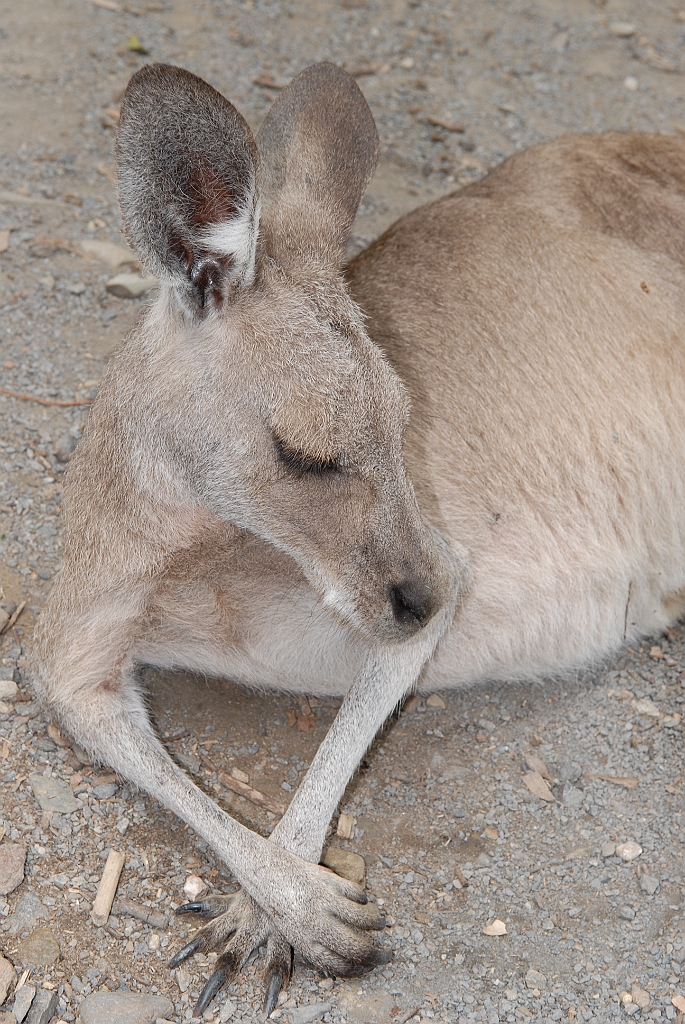 0089 Cairns Tropical Zoo.jpg